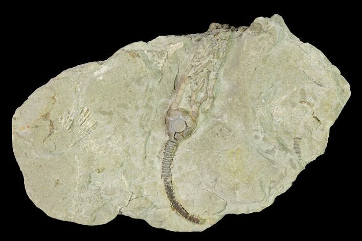 Fossil Crinoid (Cyathocrinites) - Crawfordsville, Indiana #155930